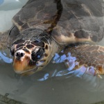 Foto Nicoloro G.   26/05/2022   Marina di Ravenna (RA)   Attivo dal 2016 il Cestha ( Centro sperimentale per la tutela degli habitat ) e' un ente di ricerca che ha come missione il recupero della fauna ittica e la protezione ambientale. In particolare si occupa della cura delle tartarughe spiaggiate o finite nelle reti dei pescatori o peggio ferite dalle eliche dei motori delle barche. nella foto spesso le tartarughe affiorano per poter respirare.