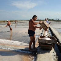 Foto Nicoloro G. 28/06/2012 Cervia ( Ravenna ) La salina Camillone, nel territorio di Cervia, e’ l’ ultima delle circa 150 saline a conduzione familiare che operavano prima del 1959, anno in cui le saline sono passate al Monopolio di Stato. Tutte le saline furono consorziate in una sola salina a produzione industriale e la salina Camillone e’ l’ unica rimasta artigianale in Italia. Qui tutto avviene ancora manualmente, nessun macchinario e’ utilizzato e il prelievo di sale e’ fatto ogni giorno nel periodo in cui resta aperta e cioe’ da Aprile a Settembre circa. E’ attiva grazie al volontariato del gruppo culturale ” Civilta’ salinara ” che gestisce anche il Museo del Sale di Cervia. Da giugno a settembre tutti i giovedi’ e le domeniche effettuano visite guidate per un pubblico che puo’ cosi’ assistere alle varie fasi del lavoro di estrazione del sale. nella foto Un momento dell'estrazione